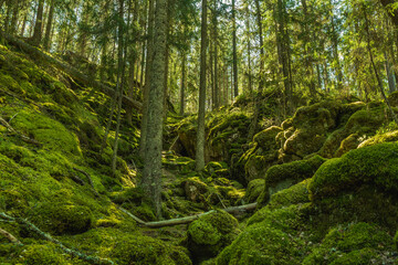 Wild grown forest up a moss covered mountainside in Sweden