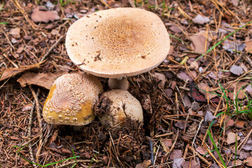 Mehrere Pilze auf Waldboden