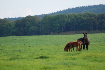 草を食べる馬の親子