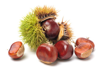 chestnut on a white background