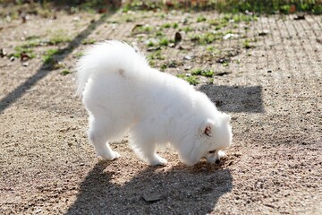 한국의공원에서찍은강아지입니다