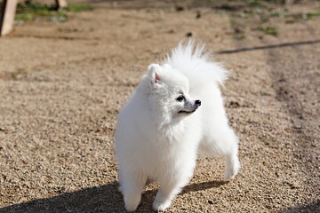 한국의공원에서찍은강아지입니다