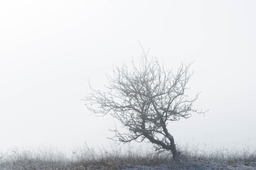 Minimalistic landscape, wild apple tree without leaves in dense fog at early winter.