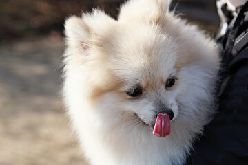 한국의공원에서찍은강아지사진입니다