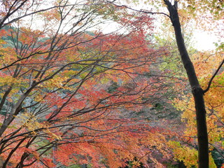 犬山寂光院の紅葉(愛知)