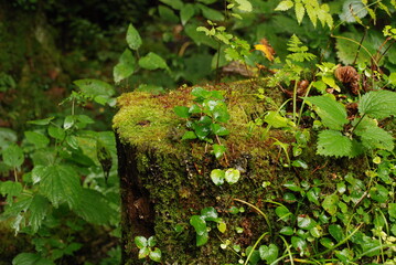 切り株に生えた苔と植物