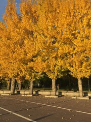 Naklejka premium autumn trees in the park
