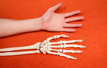 Hand bones beside human hand on orange background, ventral side view, anatomy example, medicine studies