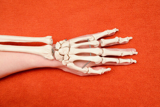 Hand bones on top of human hand on orange background, dorsal side view, anatomy example, medicine studies