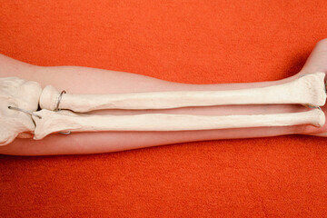 Arm bones laying on human arm on orange background, anatomy example, medicine studies