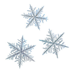 Three snowflakes isolated on white background. Macro photo of real snow crystals: elegant stellar dendrites with ornate shapes, hexagonal symmetry, thin, flat arms and complex inner details.
