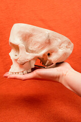 Hand holding human skull on orange background, profile perspective, human anatomy