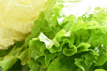 fresh lettuce vegetable salad with drop of water arranging on plate