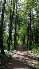 path in the forest