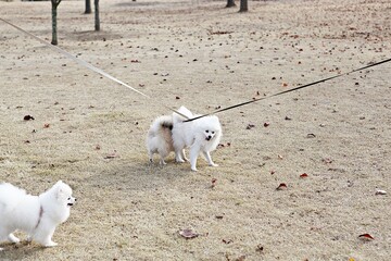Fototapeta premium 한국의공원에서찍은강아지사진입니다