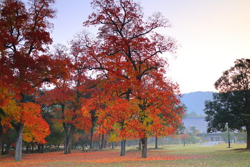 Naklejka premium 奈良公園 奈良 日本