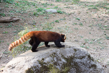 レッサーパンダ