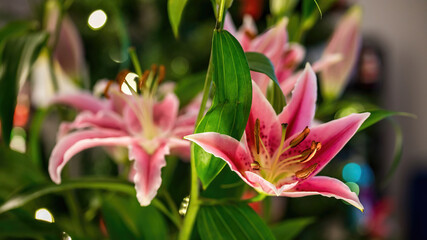 Fototapeta premium Beautiful lilies blooming at home.