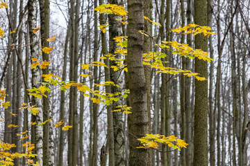 Small maple golden leaves among trunks tall trees