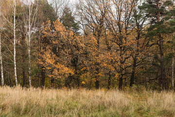 Colors of  autumn  in the wood © psvrusso