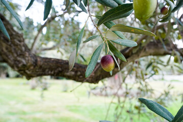 Olive tree branch with green olives. Greek olive grove detail.