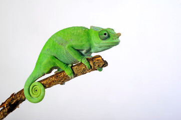 Fischers Chamäleon // Fischer's chameleon (Kinyongia fischeri)