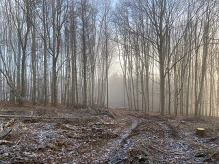 winter forest in the fog