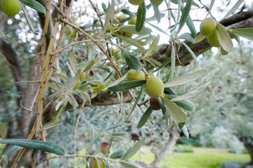 Olive tree branch with green olives. Greek olive grove detail.
