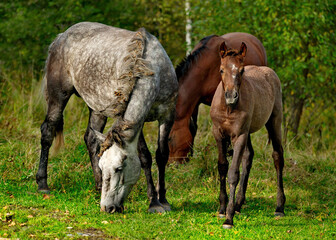 Naklejka na ściany i meble Russia. Mountain Altai. Grazing horses on roadside fields near the village of Turochak.
