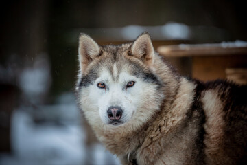 siberian husky in the snow