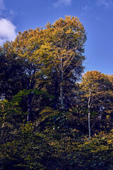 Fototapeta premium Der Rügener 