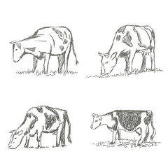 Cows grazing on meadow. Hand drawn illustration. Set