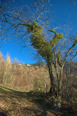 Wunderschöne Herbststimmung in Triesenberg in Liechtenstein 18.11.2020