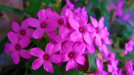 Purple flowers. 