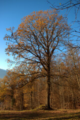 Wunderschöne Herbststimmung in Triesenberg in Liechtenstein 18.11.2020