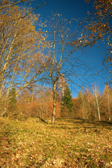 Wunderschöne Herbststimmung in Triesenberg in Liechtenstein 18.11.2020