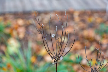 Unusual dried plant in a city park in late autumn