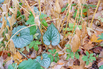 Unusual dried plant in a city park in late autumn