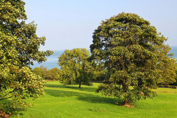Field with trees and sea n the background on a sunny day. North Wales, UK.