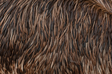 ostrich feathers texture background close