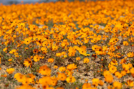 Field Of Namaqualand Daisies