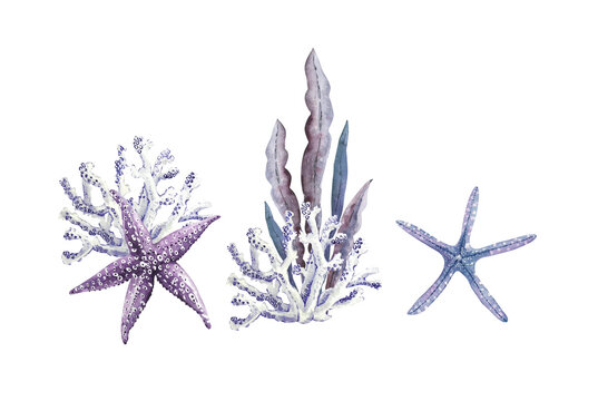 set of watercolor illustrations in a marine style on a white background, with marine life stars, corals, algae hand painted