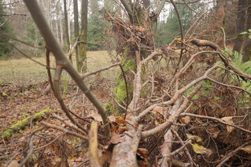 alte zweige und äste die beim baumfällen übrig geblieben sind