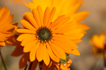 namaqualand daisy