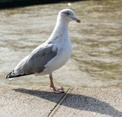 seagull on the beach