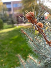 close up of pine needles