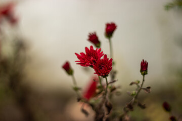 red poppies in the garden