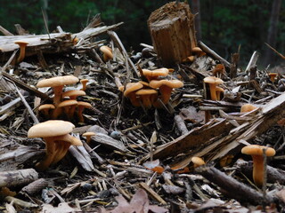 Mushrooms in forest background during autumn in Maasduinen National Park