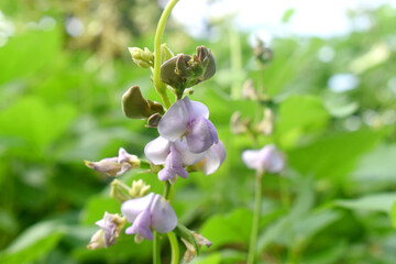 Green hyacinth bean (Seim) is flowering with green leaves nature blurred background. Or Lablab purpureus is a species of bean in the family Fabaceae.
