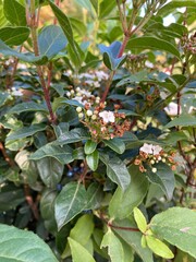 flowers in the garden
